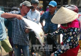 Ngư dân Quảng Trị được mùa đánh bắt hải sản  